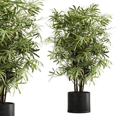 现代植物盆栽-50